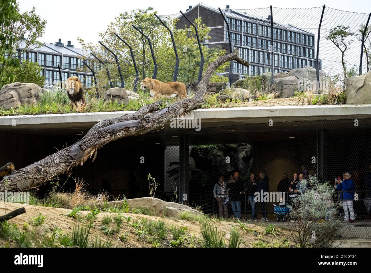 AMSTERDAM - Lions dans le nouvel enclos de lion au zoo Artis. ANP SANDER KONING pays-bas sorti - belgique sorti Banque D'Images