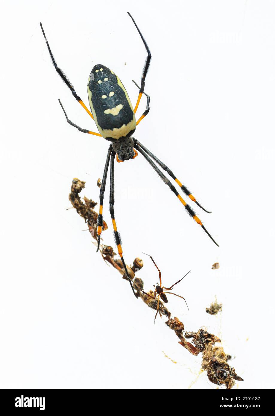 Une femelle Golden Orb Spider avec son partenaire potentiel beaucoup plus petit. S'il ne fait pas attention, elle le mangera ! Banque D'Images