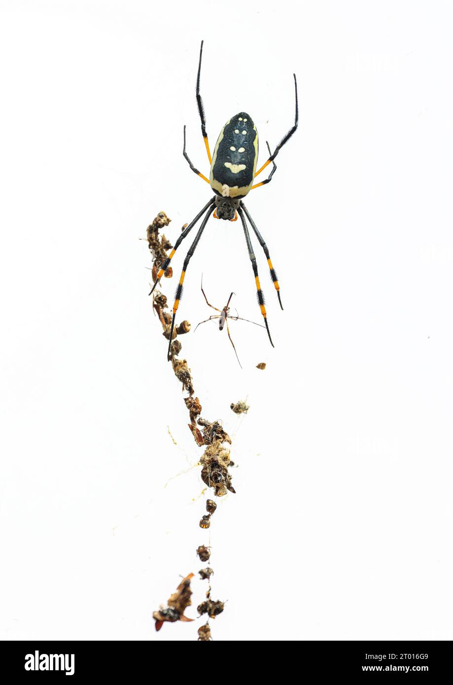 Une femelle Golden Orb Spider avec son partenaire potentiel beaucoup plus petit. S'il ne fait pas attention, elle le mangera ! Banque D'Images