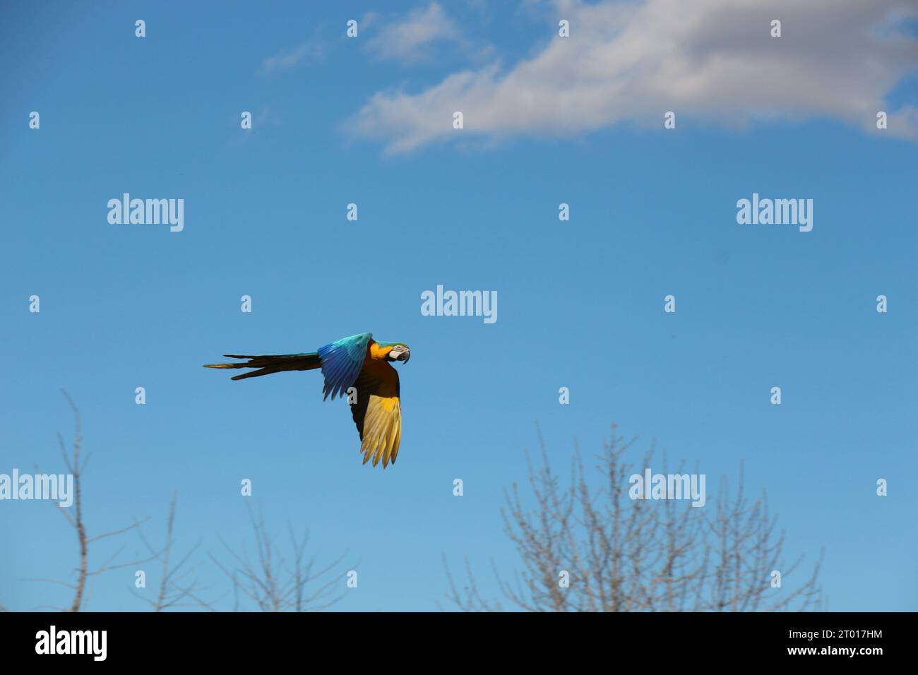 une scène captivante se déroule alors qu'un macaret écarlate fait un bond en avant Banque D'Images