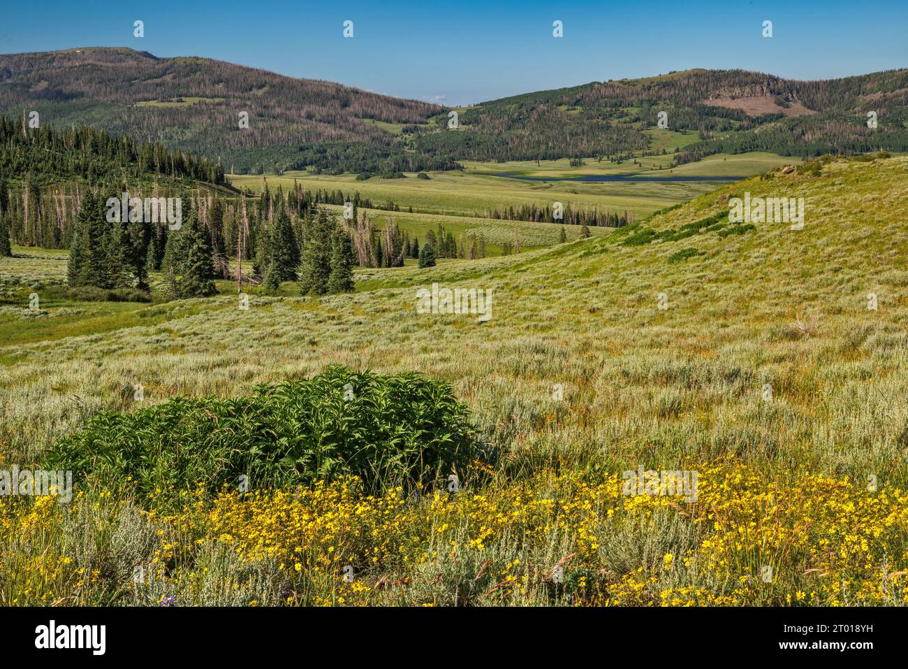 Fleurs sauvages sur la vallée de Sevenmile Creek, Boobe Hole Mountains, Lost Reservoir in dist, Gooseberry Road Scenic Backway, Fishlake plateau, Utah, USA Banque D'Images