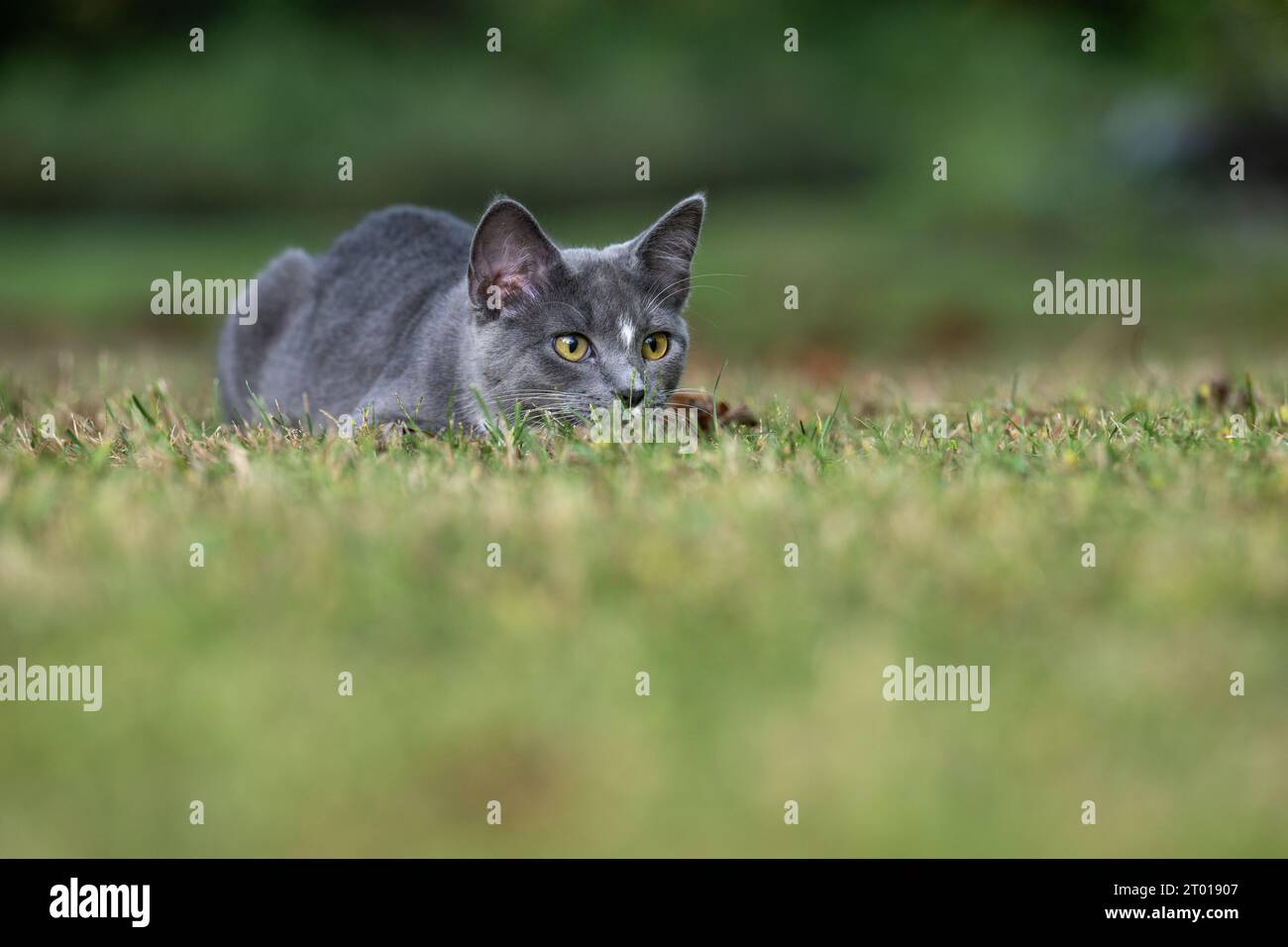 Mignon chat gris se préparant à bondir tout en étant assis dans l'herbe d'une cour en été Banque D'Images