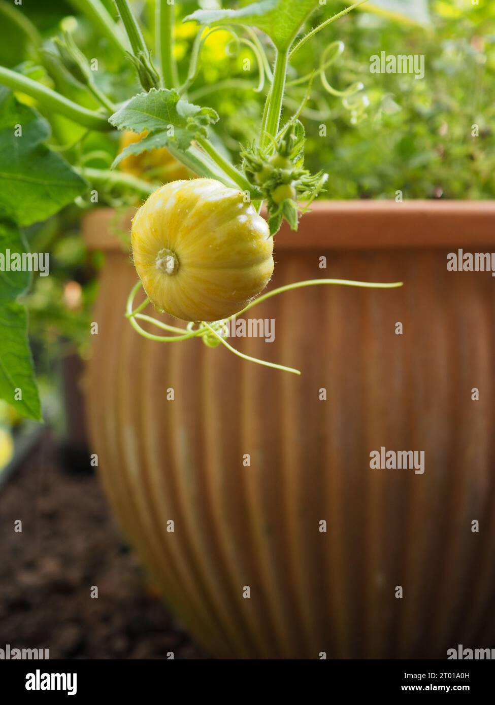 Une mini citrouille jaune décorative, variété 'Sweet Lightning', poussant sur une vigne dans un pot en terre cuite dans une serre britannique mise en valeur par un rayon de soleil Banque D'Images