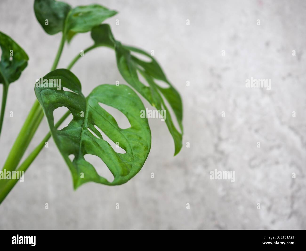 Gros plan de feuilles vertes Monstera adansonii (masque de singe Philodendron) isolées sur un fond de béton gris pâle avec espace pour la copie Banque D'Images