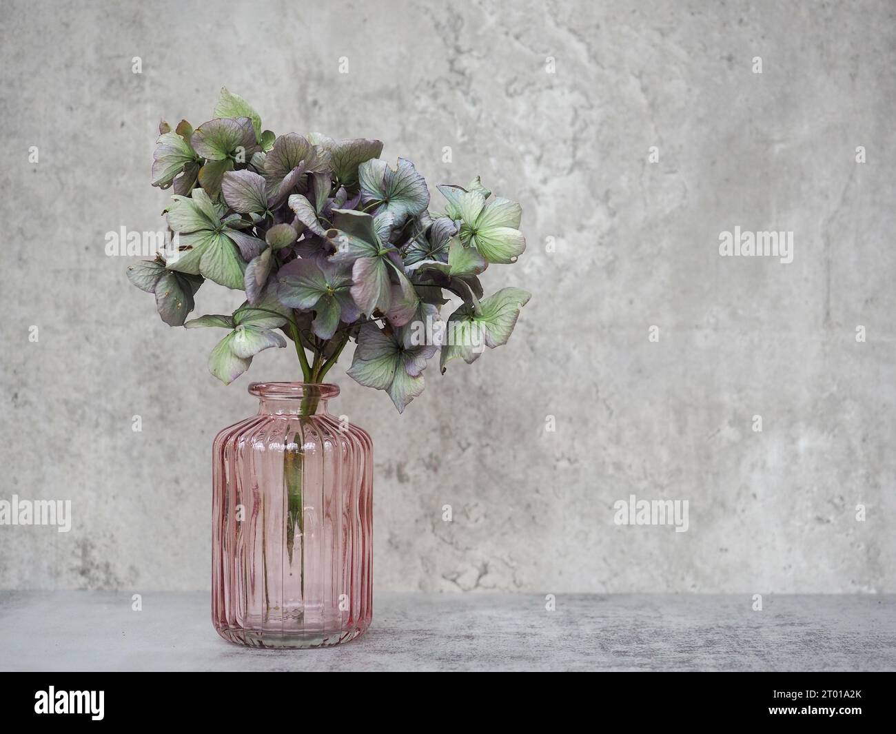 Tête de serpillière vert et violet séché fleur d'hortensia dans un vase rose vintage sur un fond de béton gris pâle avec espace pour la copie Banque D'Images