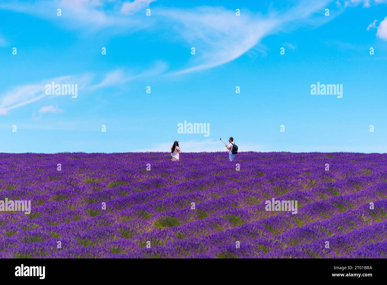 Touristes avec Selfie-stick dans un champ de lavande à Valensole, dans le sud de la France le jour d'été. Banque D'Images