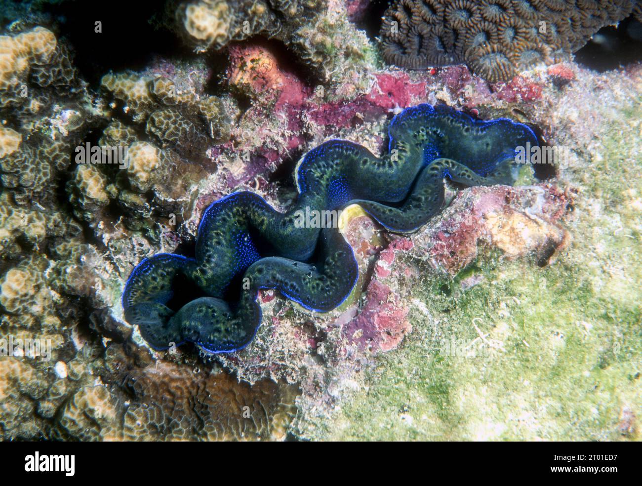 Le Clam géant (Tridacna maxima) du sud de la Thaïlande. Banque D'Images