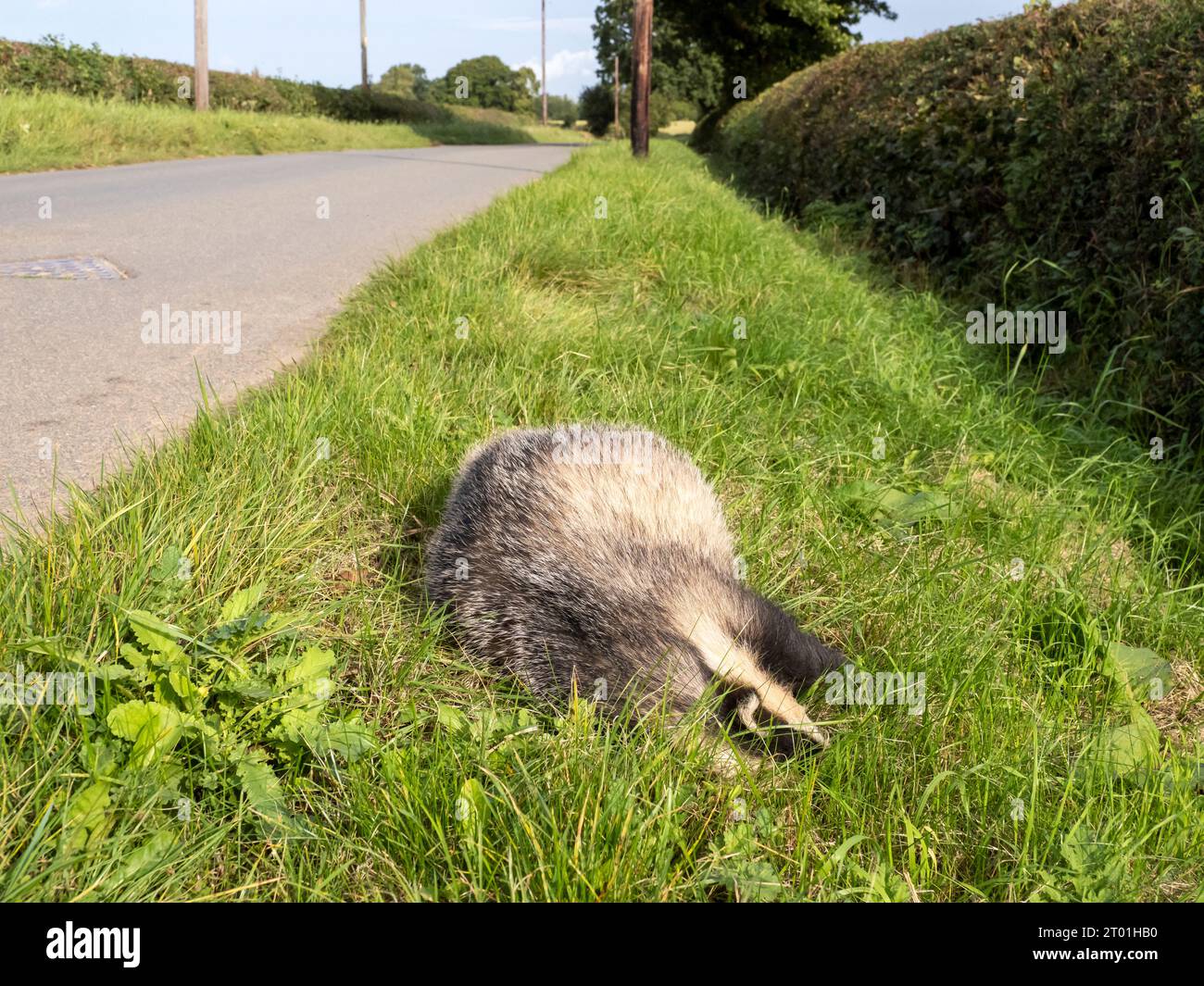 Un blaireau Meles meles tué sur la route à Woodhouse près de Loughborough, Leicestershire, Royaume-Uni. Banque D'Images