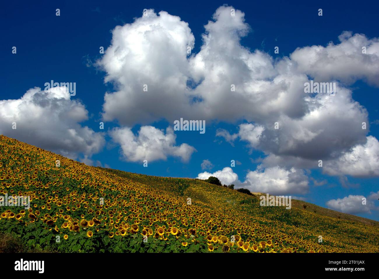 girasoli in un campo di collina contro un cielo con nuvole Banque D'Images