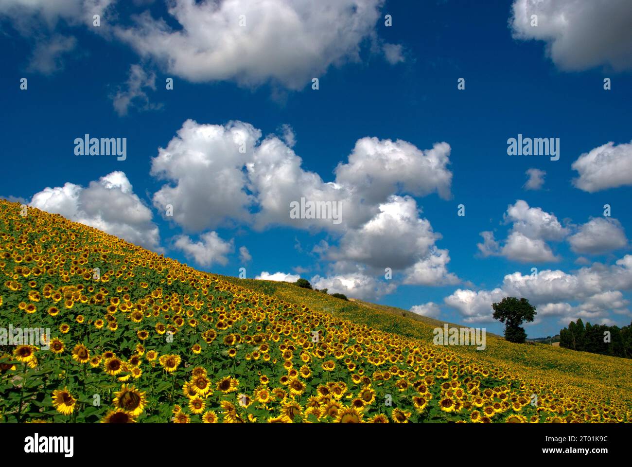 girasoli in un campo di collina contro un cielo con nuvole e una quercia solitaria Banque D'Images