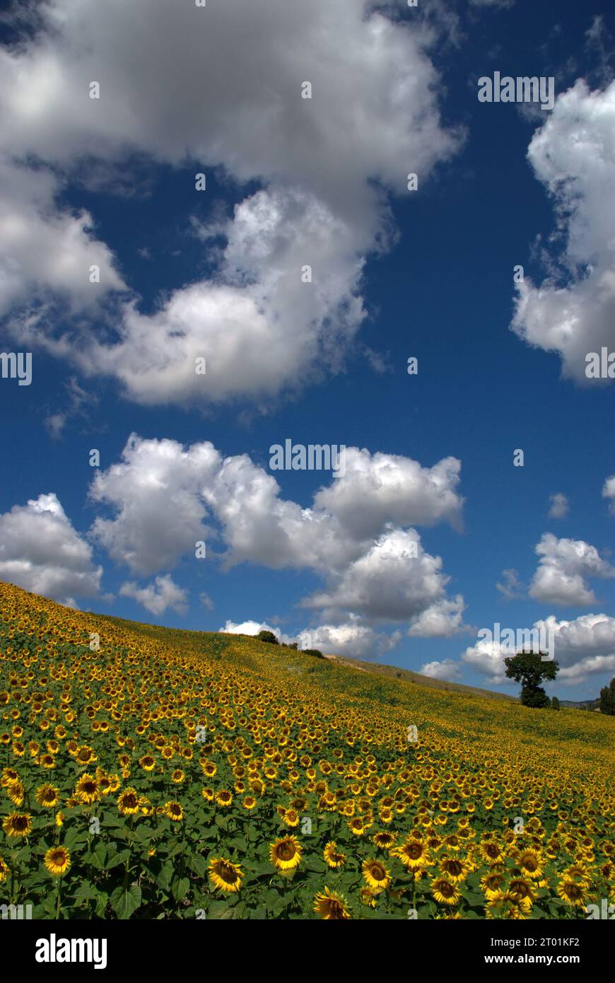 girasoli in un campo di collina contro un cielo con nuvole Banque D'Images