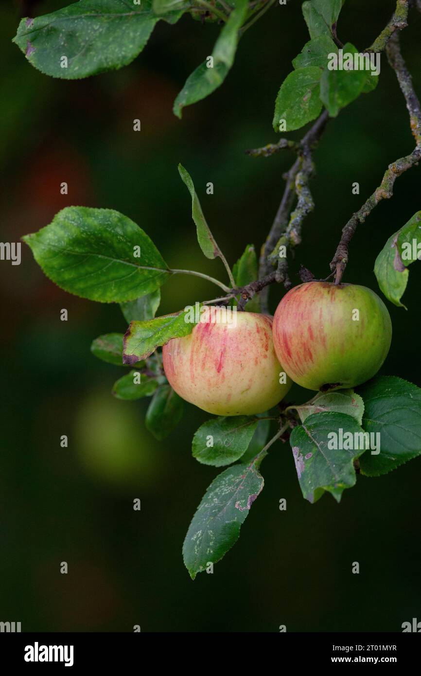 Météo britannique, 3 octobre 2023 : au fur et à mesure que l'automne progresse, les pommes mûrissent sur un arbre dans le jardin du photographe à Clapham, Londres. Les prévisionnistes météorologiques projettent des températures allant jusqu'à 26 degrés le week-end prochain, bien au-dessus de la moyenne saisonnière habituelle pour la période de l'année. Anna Watson/Alamy Live News Banque D'Images