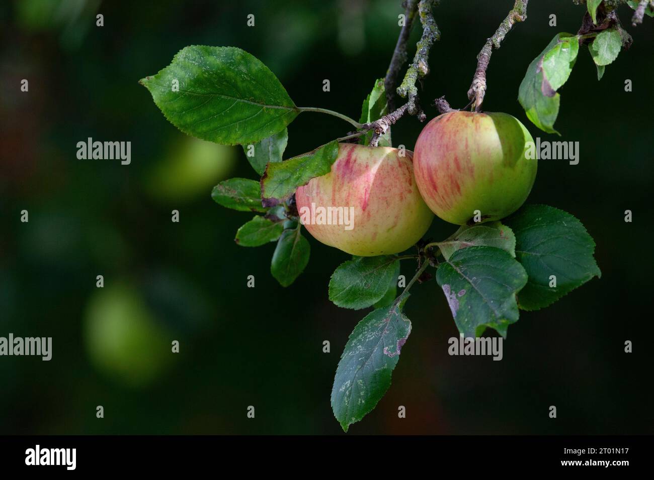 Météo britannique, 3 octobre 2023 : au fur et à mesure que l'automne progresse, les pommes mûrissent sur un arbre dans le jardin du photographe à Clapham, Londres. Les prévisionnistes météorologiques projettent des températures allant jusqu'à 26 degrés le week-end prochain, bien au-dessus de la moyenne saisonnière habituelle pour la période de l'année. Anna Watson/Alamy Live News Banque D'Images