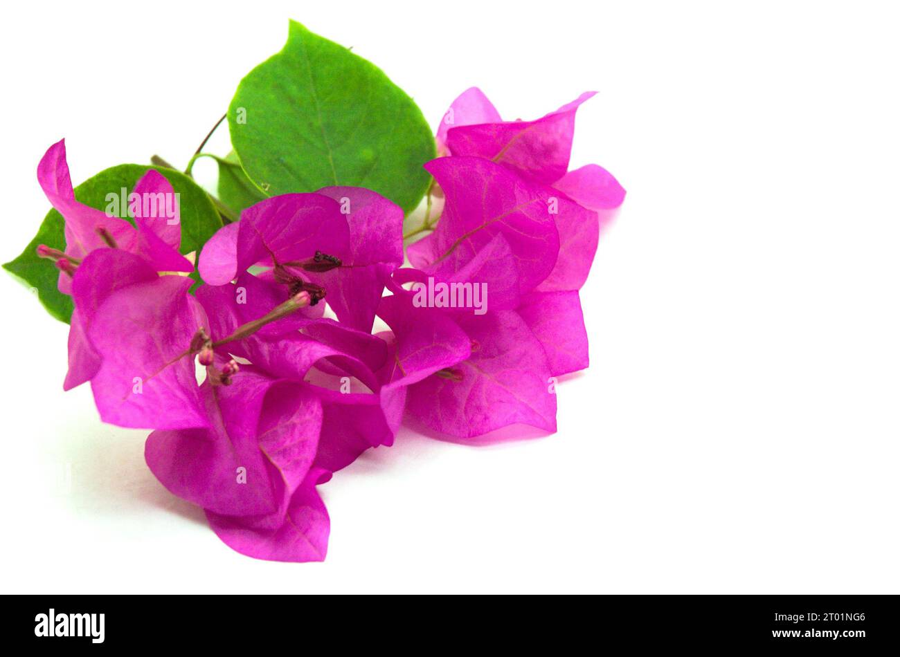 Une image rustique et minimaliste d'une petite fleur rose de Bougainvillea isolée sur fond blanc. Cet atout est parfait pour créer des desi sur le thème de la nature Banque D'Images