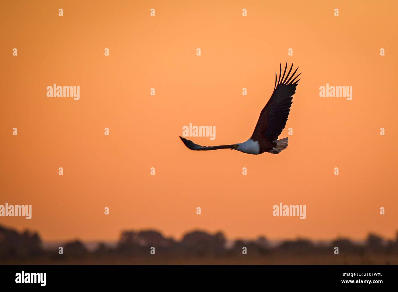 Un aigle pêcheur chassant sur la rivière Chobe au coucher du soleil au Botswana Banque D'Images