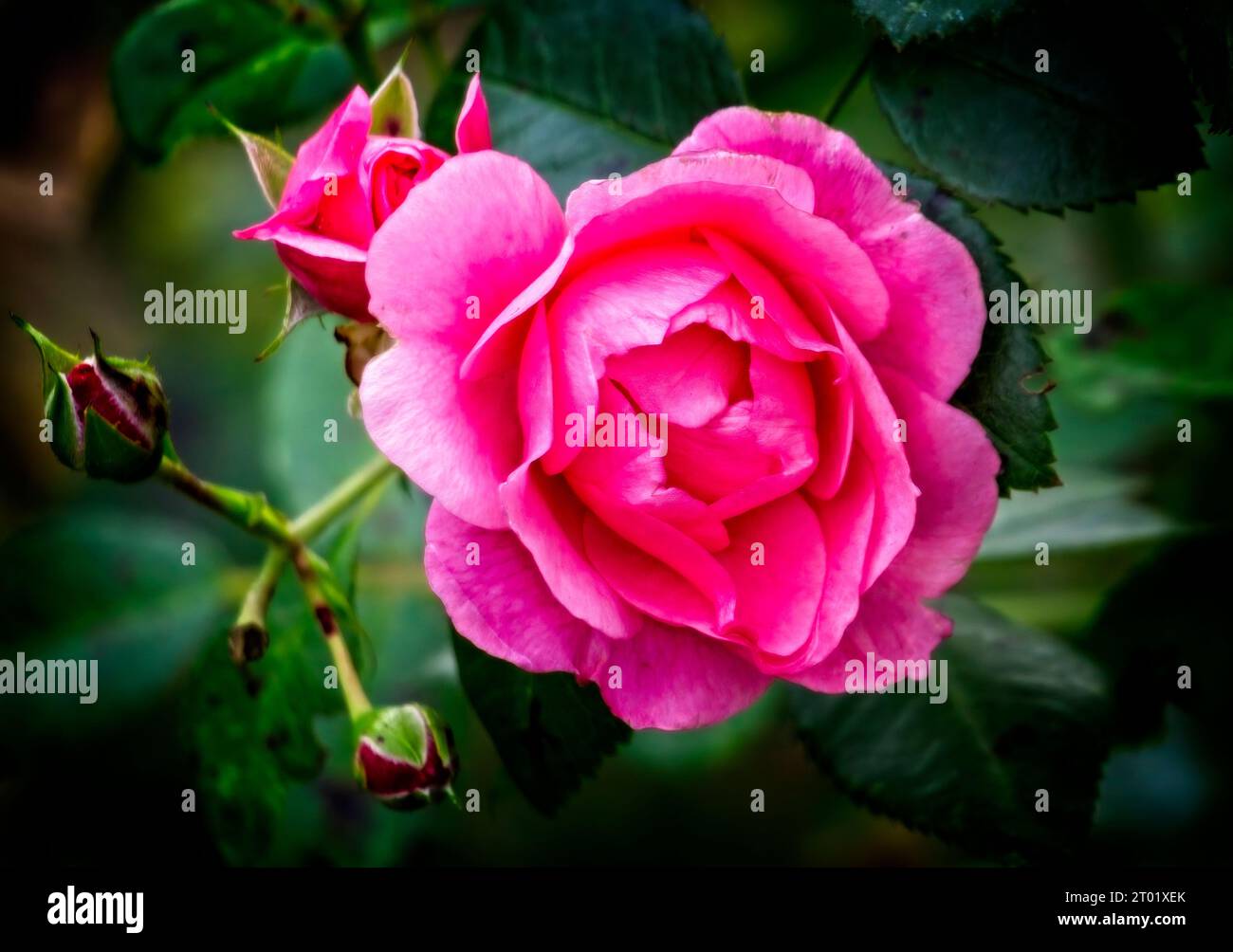 Garden Roses Zoo de Calgary Alberta Banque D'Images