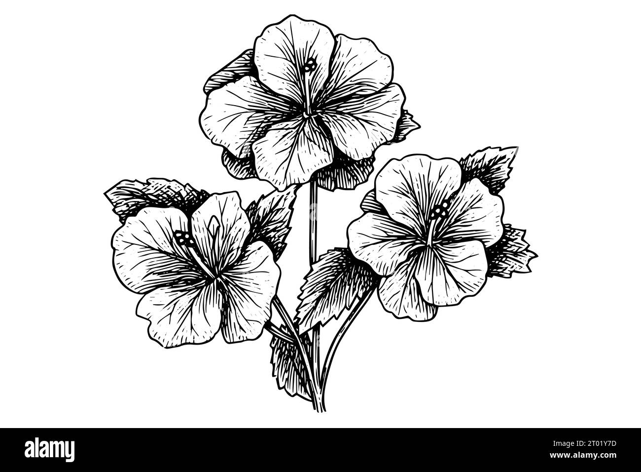 Croquis à l'encre dessiné à la main fleur d'hibiscus. Illustration vectorielle de style gravé. Illustration de Vecteur