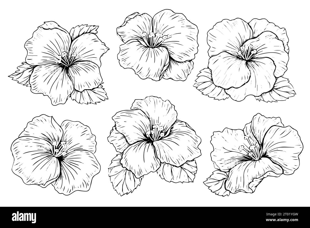 Croquis à l'encre dessiné à la main fleur d'hibiscus. Illustration vectorielle de style gravé. Illustration de Vecteur