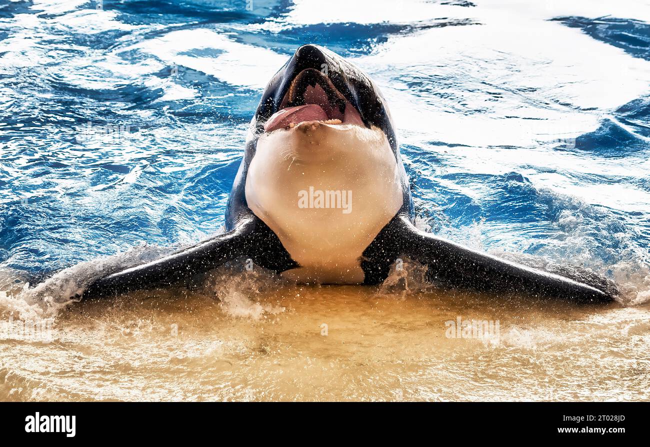 Un épaulards nage dans une piscine avec sa bouche grande ouverte, créant une vue majestueuse et impressionnante Banque D'Images