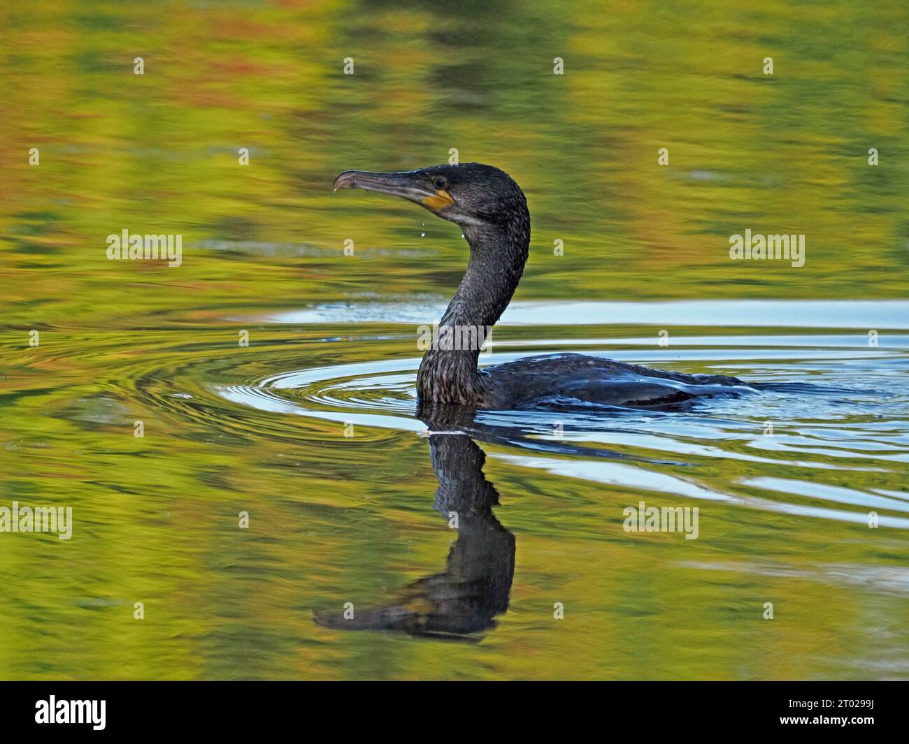 Grand Cormoran (Phalacrocorax carbo) pêche dans la voie navigable intérieure avec des reflets ondulés vert doré Angleterre Royaume-Uni Banque D'Images