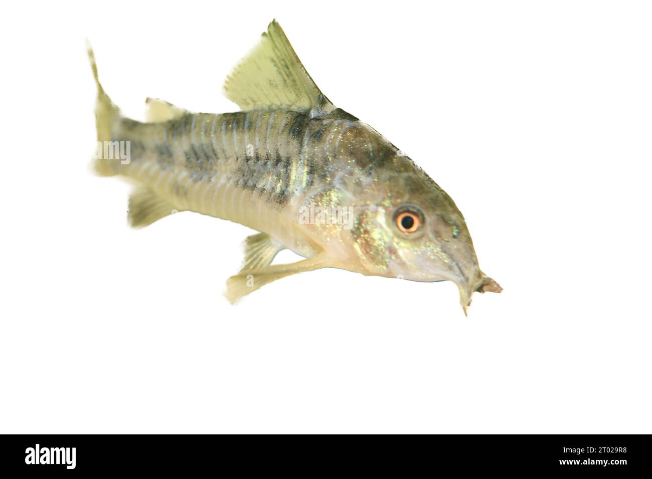 Le poisson-chat marbré (Corydoras paleatus), un poisson d'aquarium d'eau douce populaire Banque D'Images