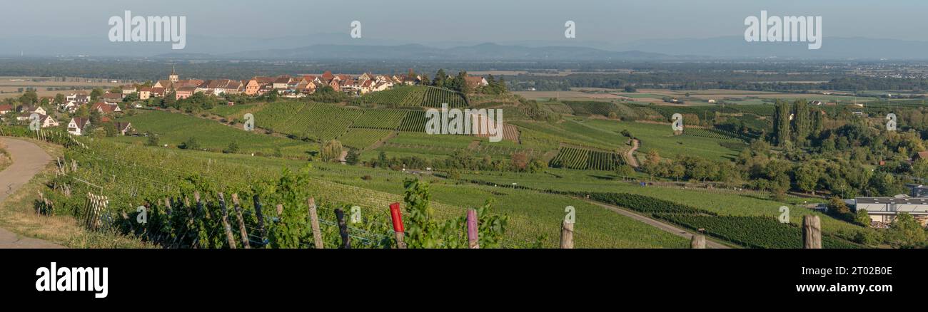 Vignoble alsacien. Vue sur les champs de vignes et le village de Zellenberg sur une colline Banque D'Images