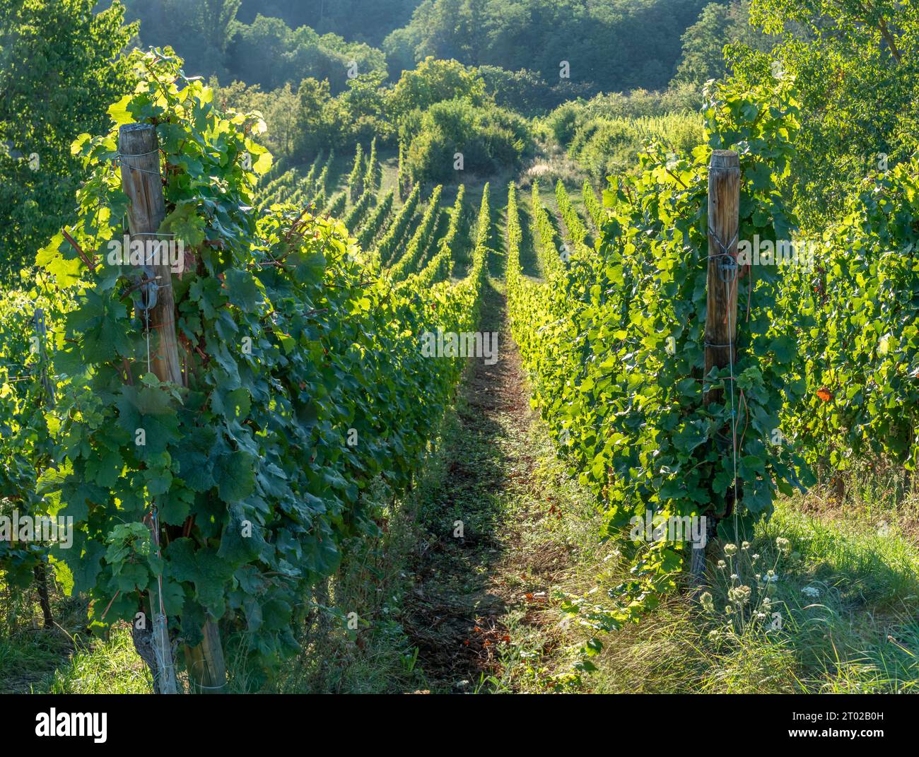 Vignoble alsacien. Vue sur les champs de vignes et les collines depuis la route Banque D'Images