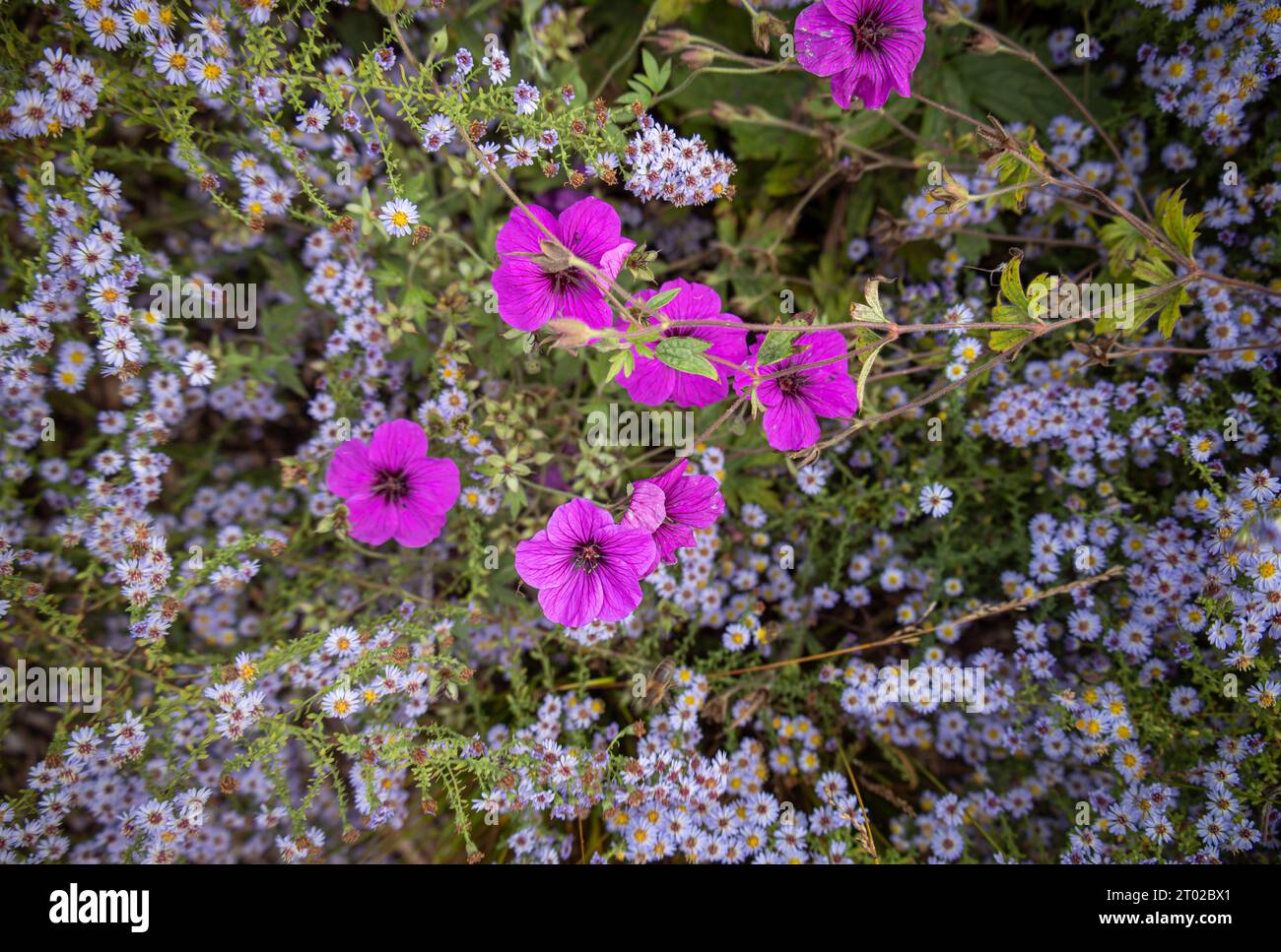 Jardin de fleurs sauvages Banque D'Images