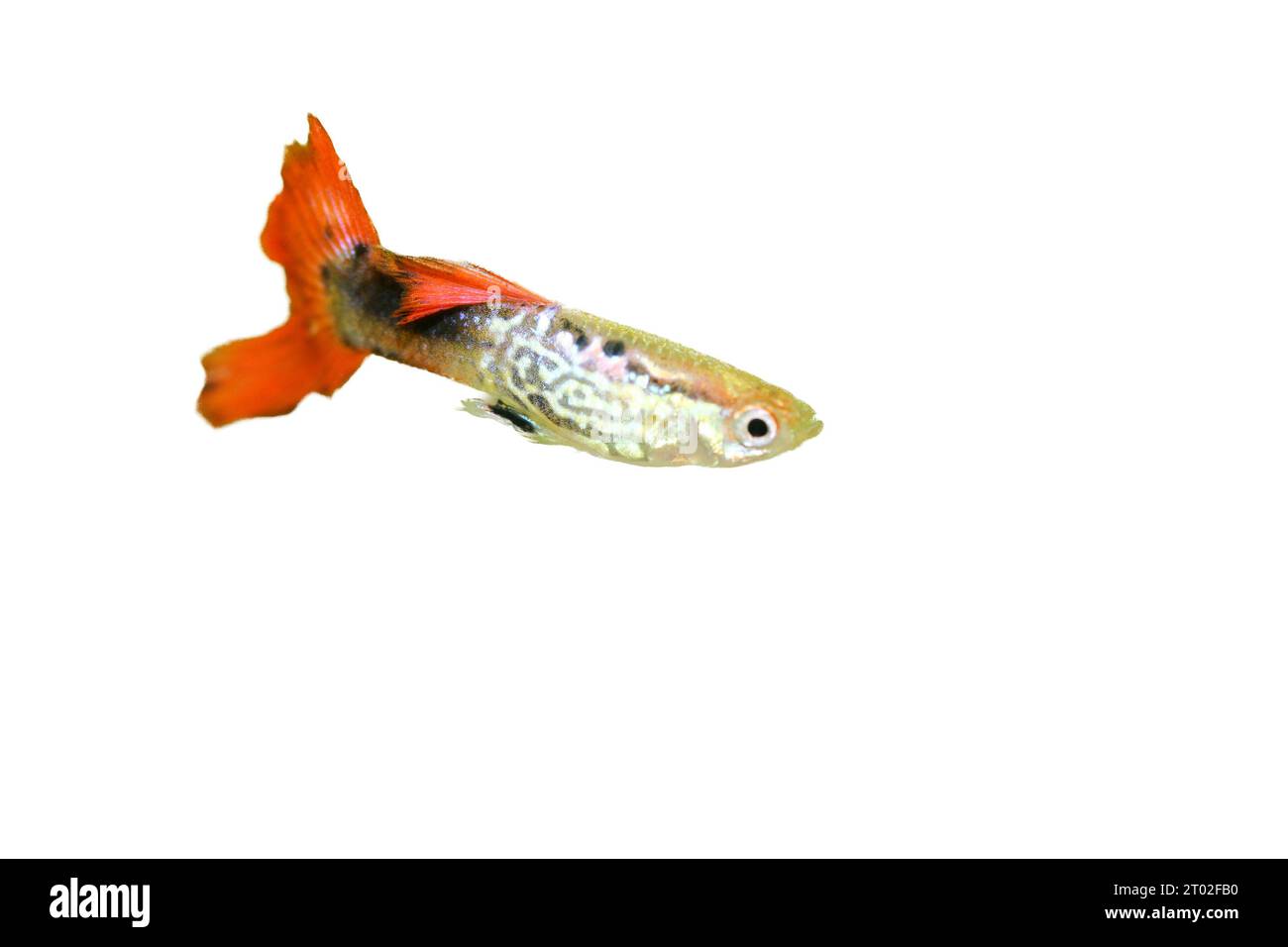 un GuppY masculin (Poecilia reticulata), un poisson d'aquarium d'eau douce populaire Banque D'Images