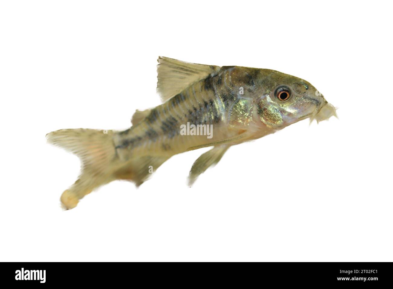 Le poisson-chat marbré (Corydoras paleatus), un poisson d'aquarium d'eau douce populaire Banque D'Images
