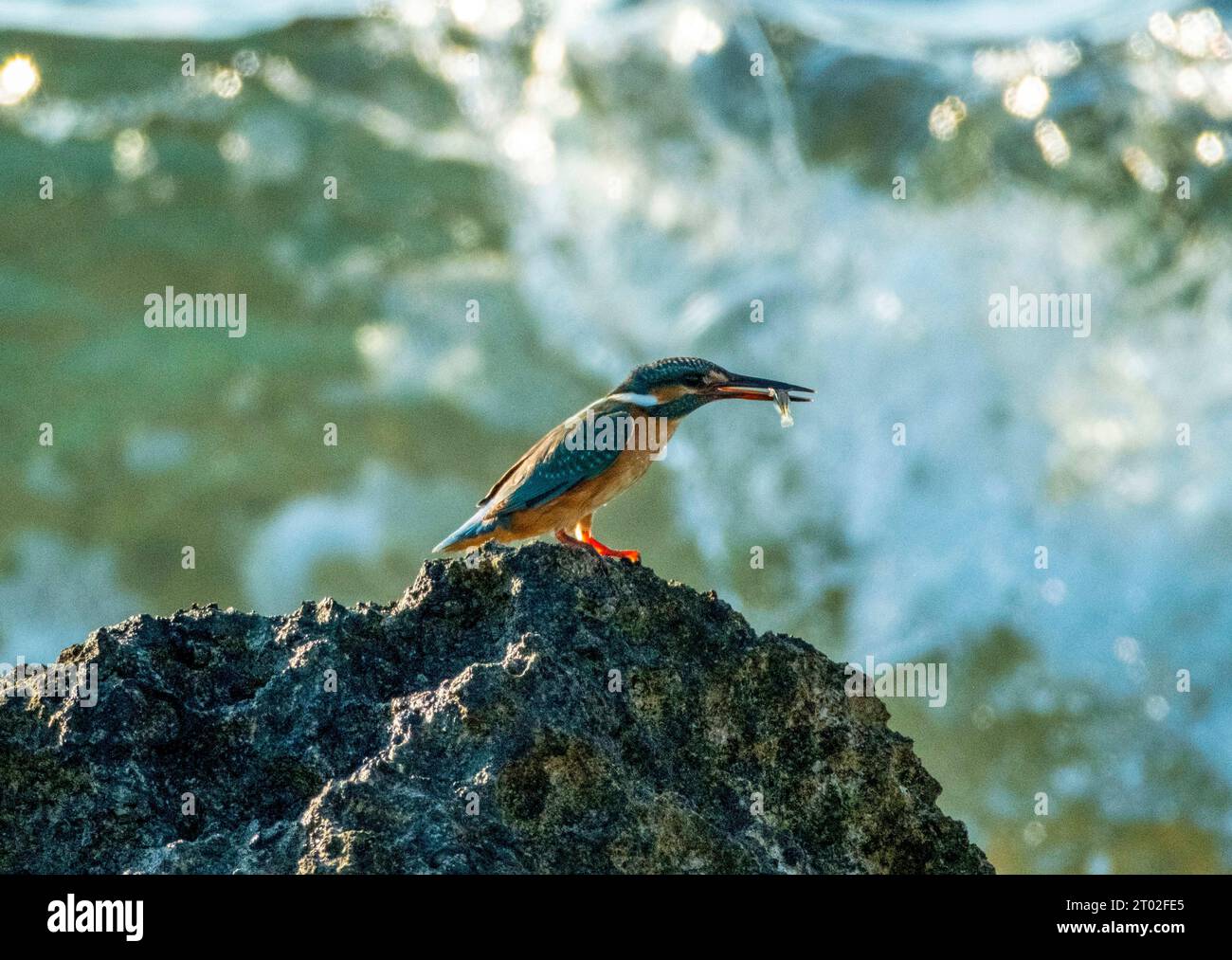 Femelle Martin-pêcheur (Alcedo Atthis) pêchant sur la côte rocheuse près de Paphos, Chypre Banque D'Images