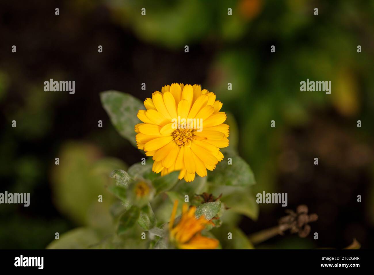 Portrait naturel de plante florale rapprochée de Calendula officinalis (Pot Marigold) dans la douce lumière du soleil d'été Banque D'Images