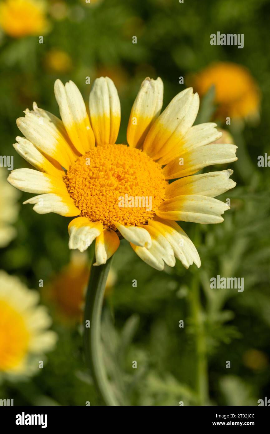 Plante alimentaire naturelle à fleurs rapprochées, Chop Suey Greens «Shungiku». Banque D'Images