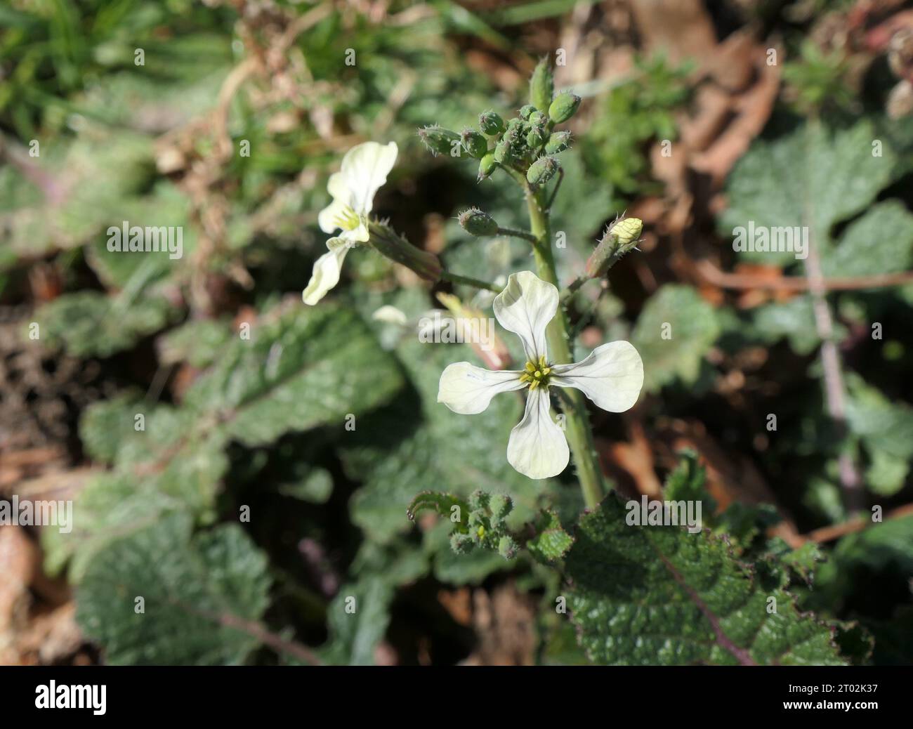Radis sauvages fleurissant le long de la route Banque D'Images