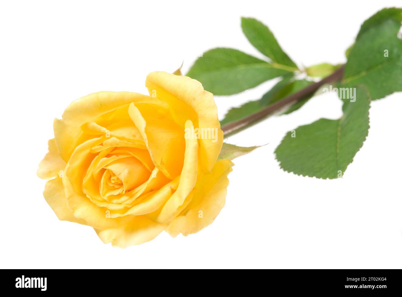 Bouton rose jaune isolé sur blanc Banque D'Images