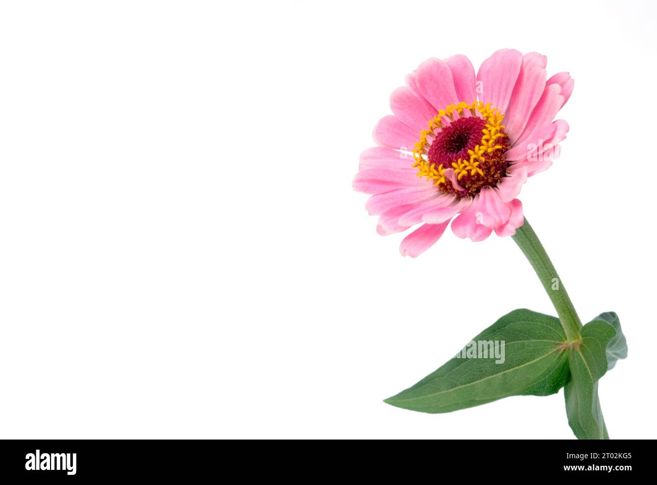 Décoration à motif floral isolée sur fond blanc Banque D'Images