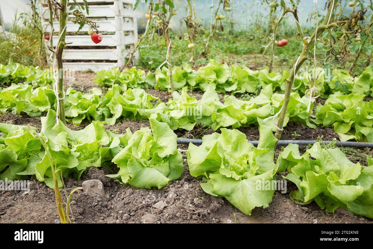 Culture de légumes bio dans une serre, focalisation sélective. Banque D'Images