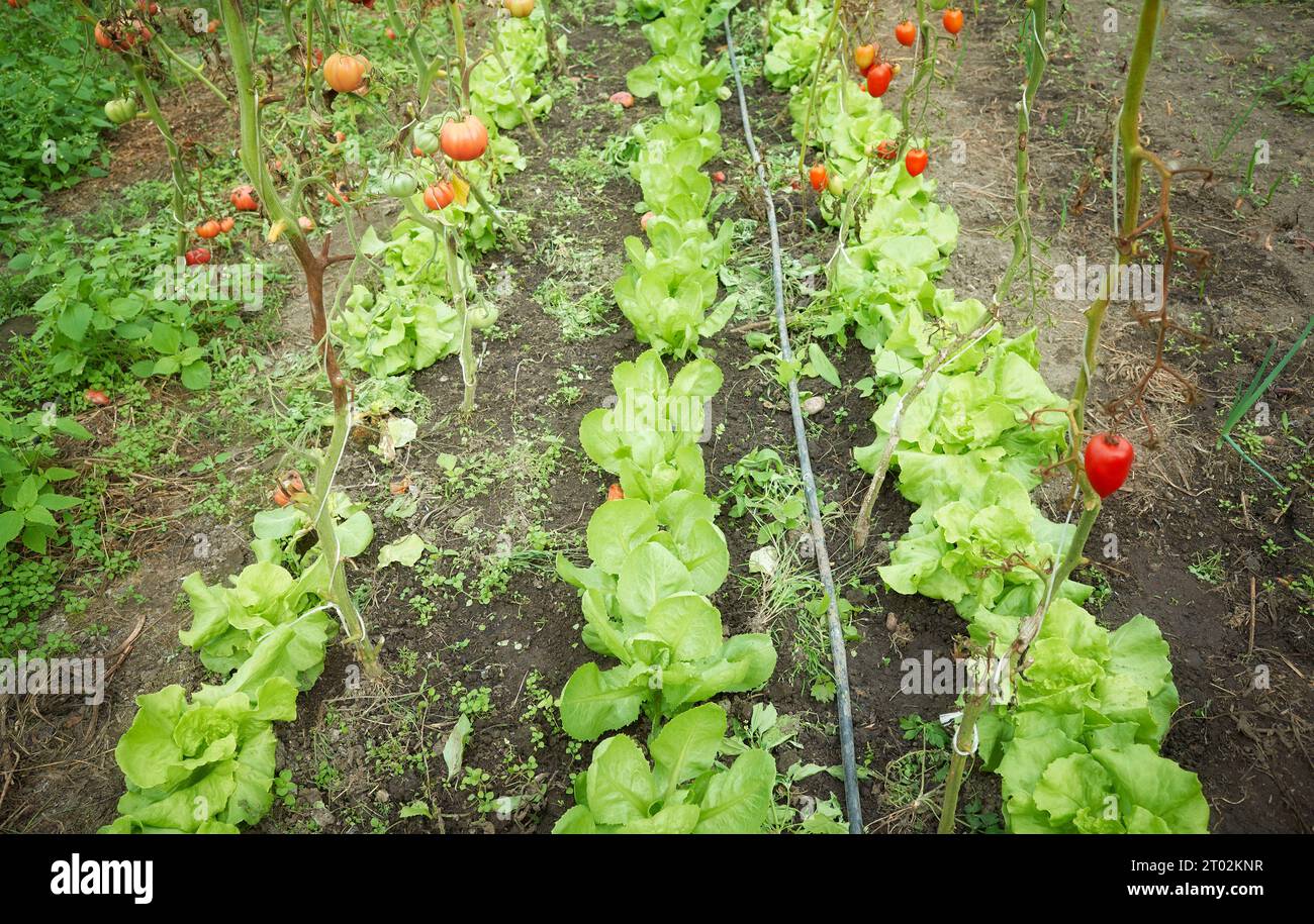 Culture de légumes bio dans une serre, focalisation sélective. Banque D'Images