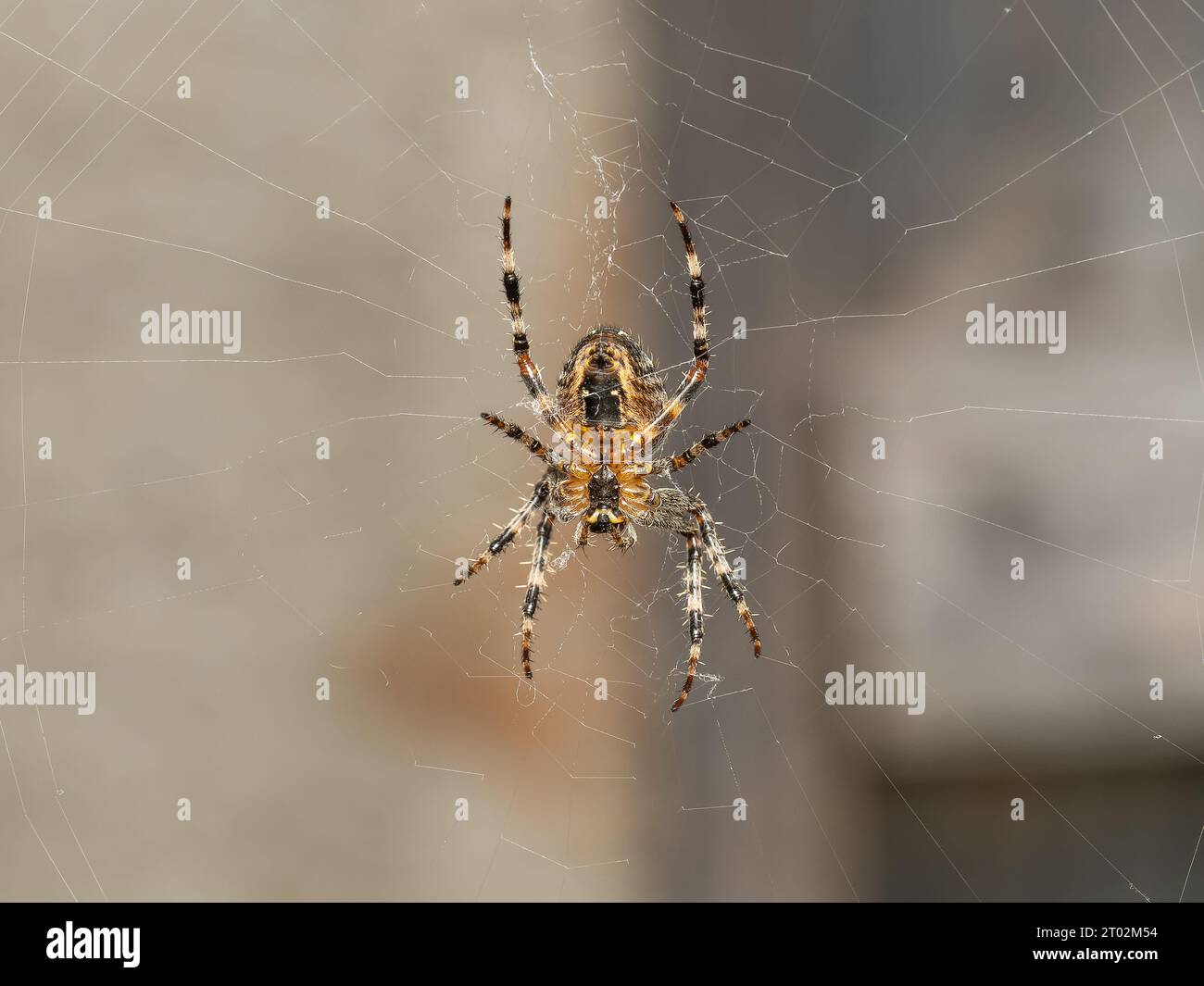 Araneus diadematus est communément appelé l'araignée de jardin européenne, croiseur orbweaver, araignée diadème, orangie, araignée croisée, et le tisserand d'orbe couronné. Banque D'Images