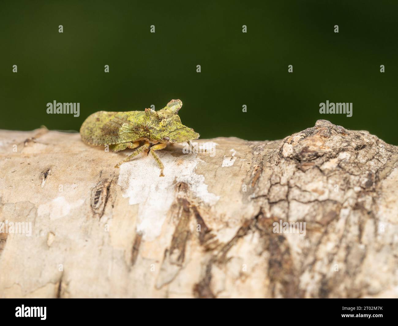 Ledra aurita ou la cicadelle aux oreilles, reposant sur une branche de bouleau argenté. Banque D'Images
