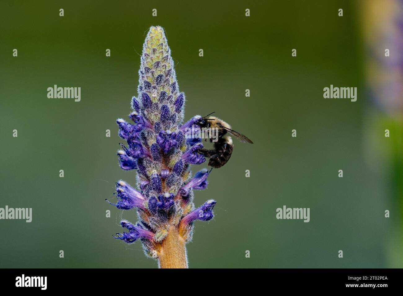 L'aéroglisseur Eristalis recueille du pollen sur une mauvaise herbe pourpre Banque D'Images