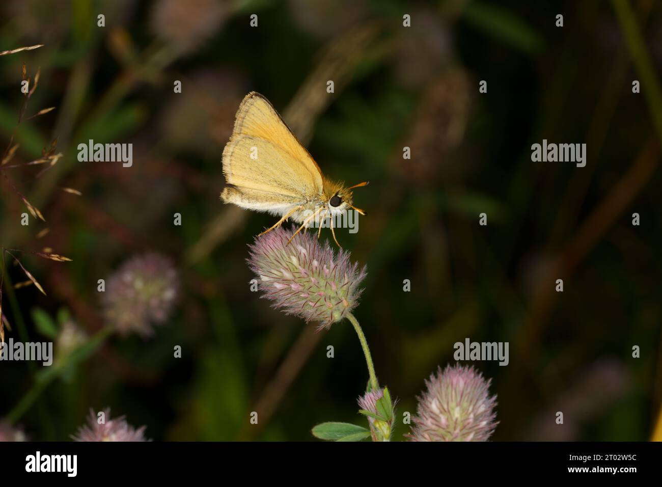 Thymelicus lineola famille Hesperiidae genre Thymelicus Essex skipper européen Skipper papillon nature sauvage photographie d'insectes, image, papier peint Banque D'Images