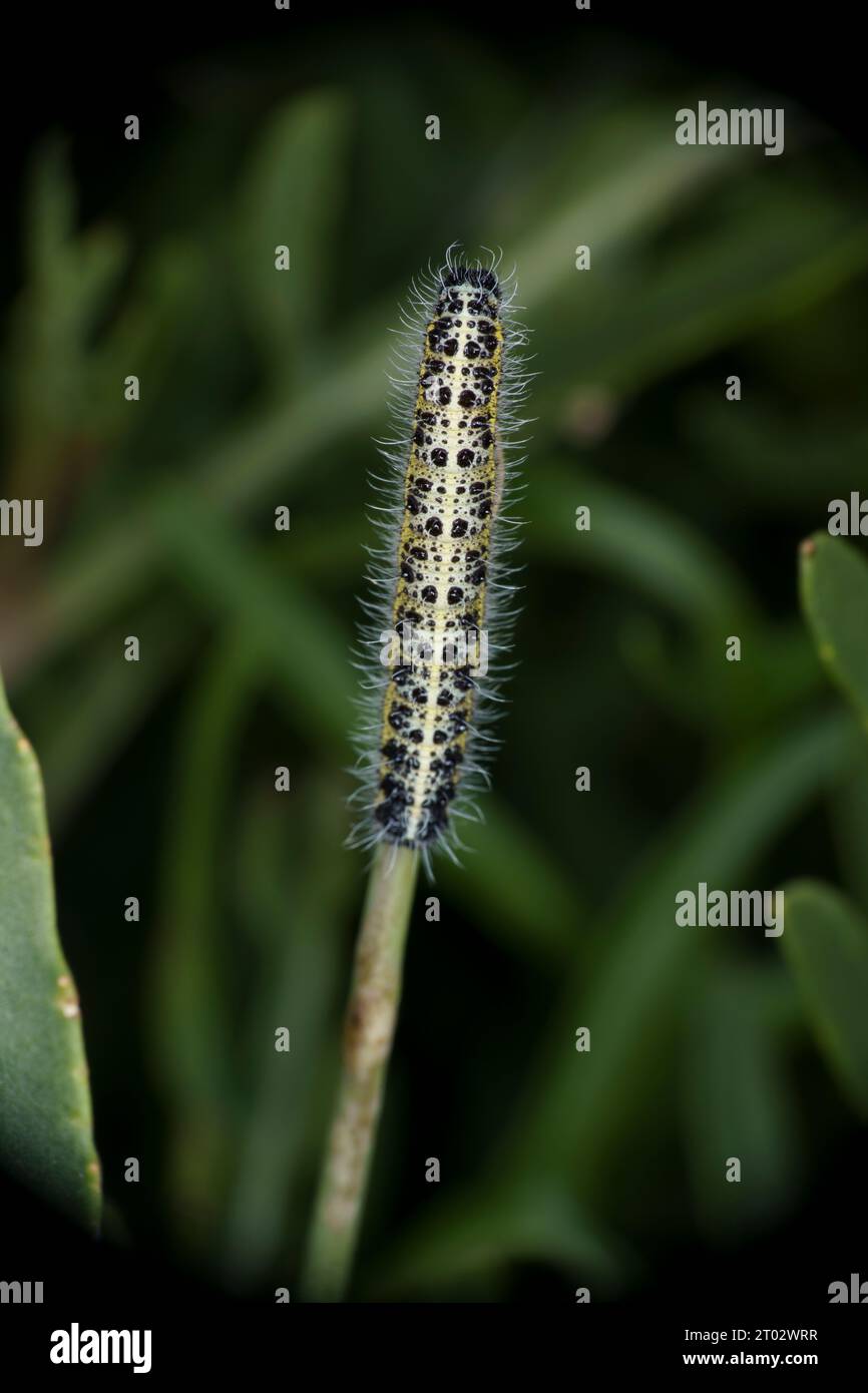 Pieris brassicae famille Pieridae genre Pieris grand papillon blanc chenille nature sauvage photographie d'insectes, image, papier peint Banque D'Images