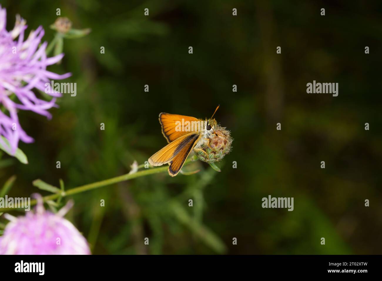 Thymelicus lineola famille Hesperiidae genre Thymelicus Essex skipper européen Skipper papillon nature sauvage photographie d'insectes, image, papier peint Banque D'Images