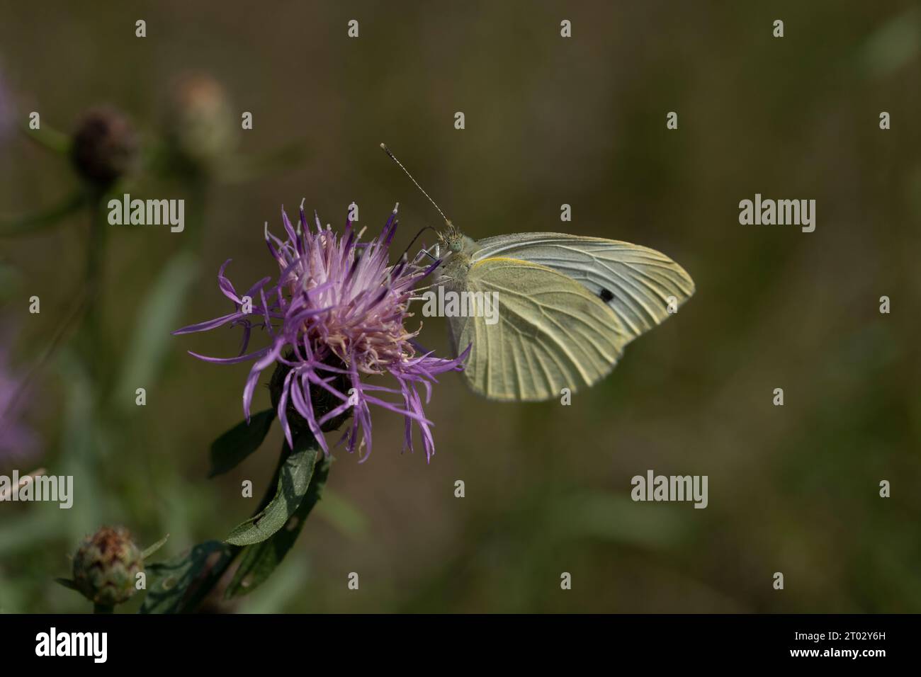 Pieris brassicae famille Pieridae genre Pieris Grand papillon blanc nature sauvage photographie d'insectes, image, papier peint Banque D'Images