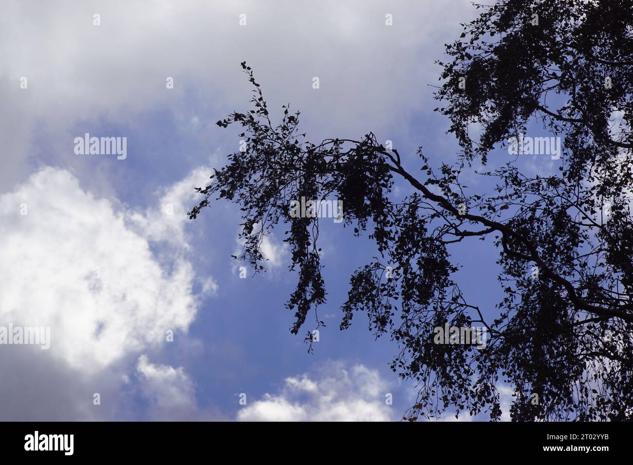 Nuages, ciel, branches de silhouette, brindilles et feuilles d'un bouleau. Fin de l'été, septembre. Pays-Bas Banque D'Images