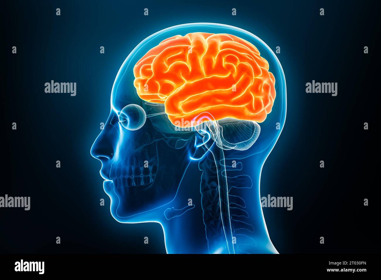 Vue de profil de radiographie du cortex cérébral ou du cerveau rendu 3D avec contours du corps. Anatomie du cerveau humain, médecine, biologie, science, neu Banque D'Images