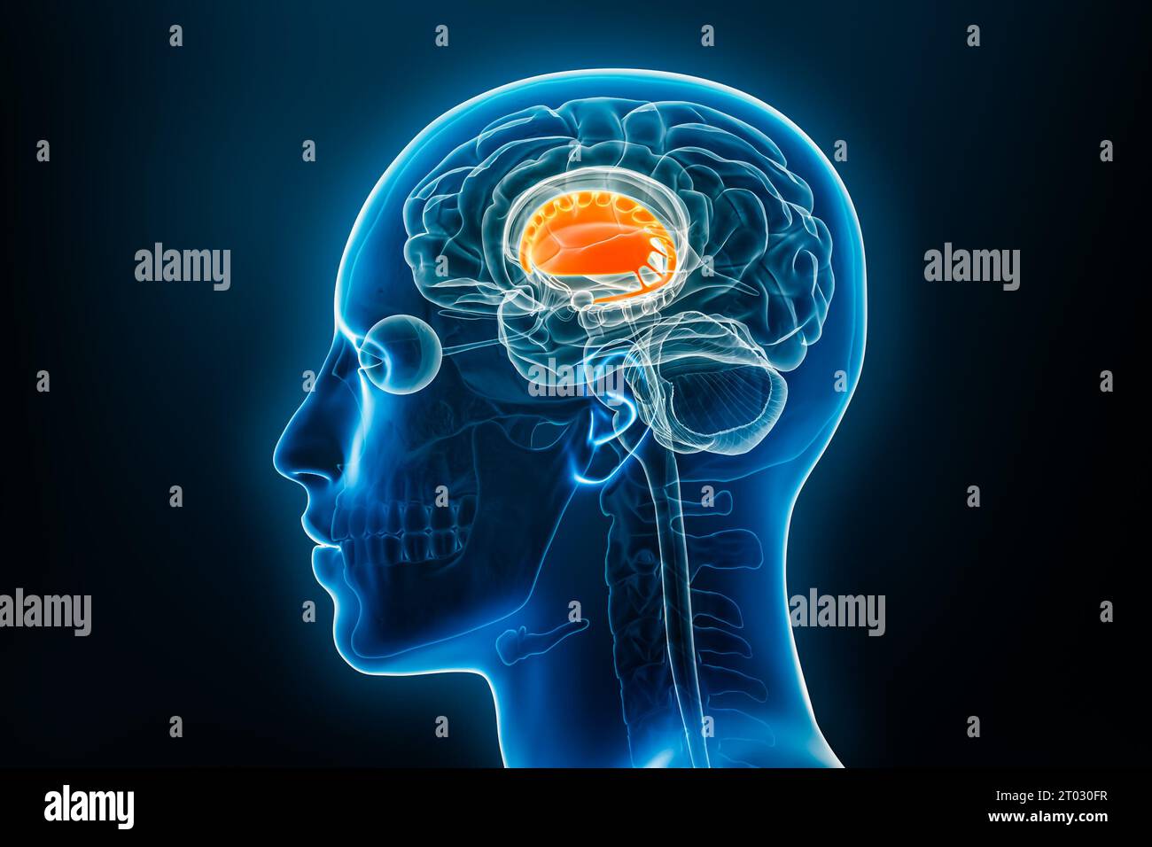 Striatum dorsal avec putamen et noyau caudé ou ganglions de la base illustration de rendu 3D. Anatomie du cerveau et du corps humain, médecine, biologie, science, Banque D'Images