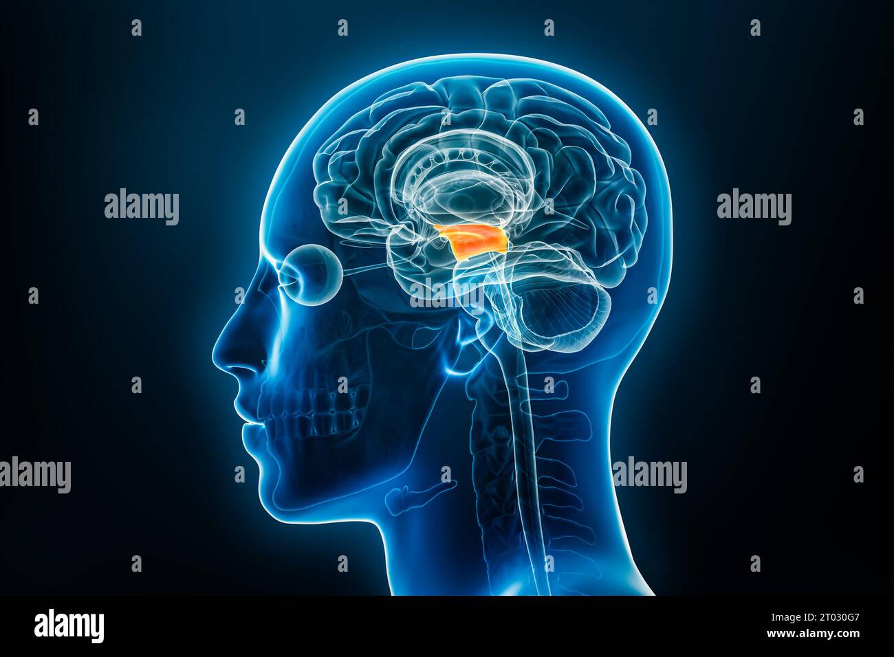 Vue de profil de rayons X du mésencéphale ou mésencéphale illustration de rendu 3D. Anatomie du cerveau et du corps humain, médecine, biologie, sciences, neurosciences, n Banque D'Images