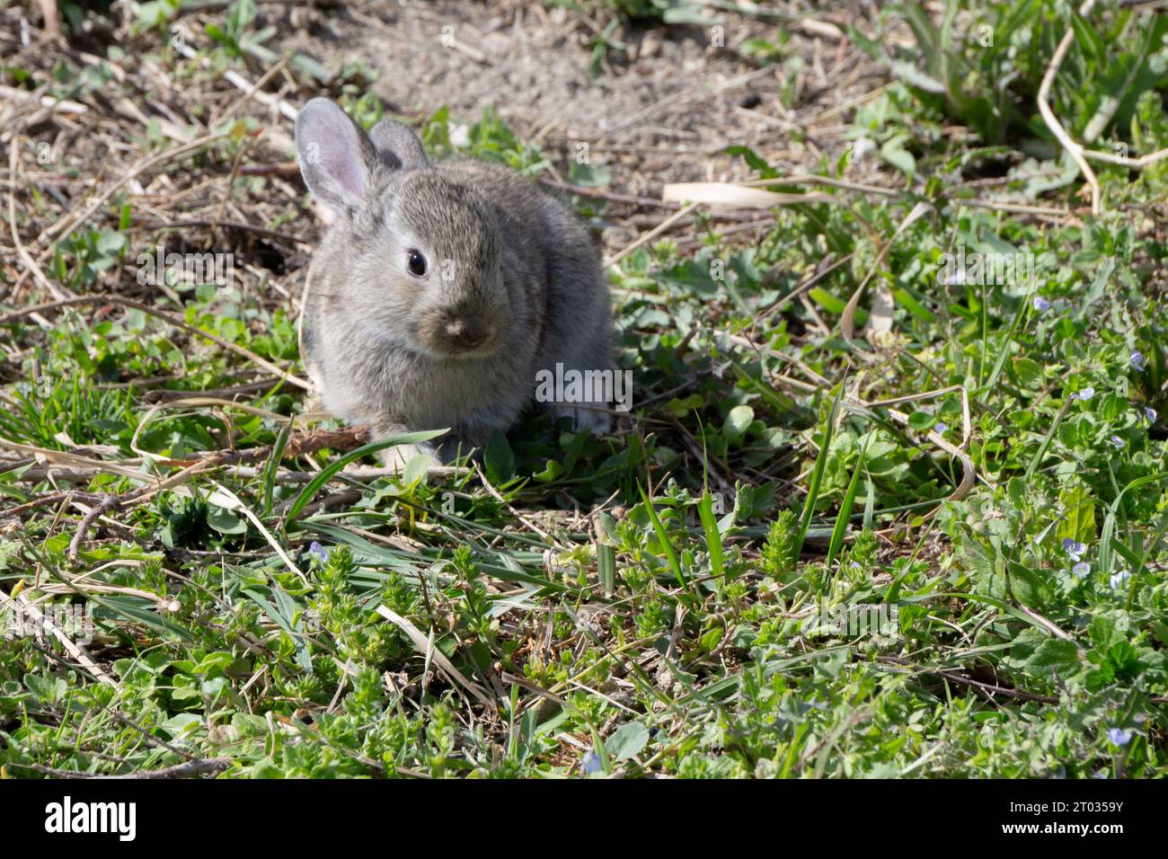 Un lapin positionné sur le côté gauche de l'image, le corps face à la caméra, et la tête tournée vers la droite, créant un espace pour le texte ou la copie. Banque D'Images
